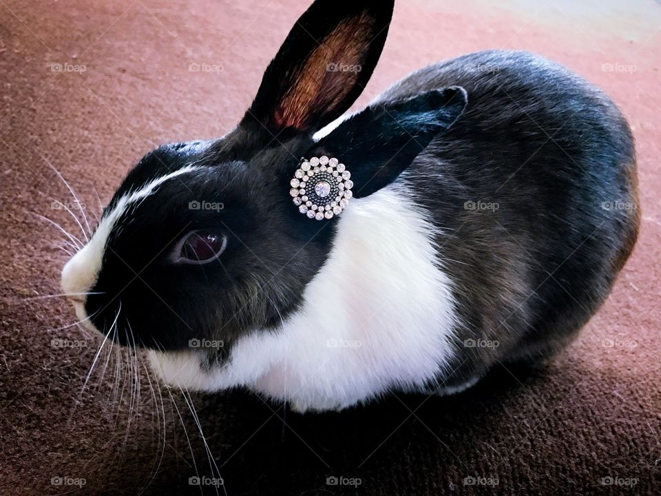 Vintage antique bunny