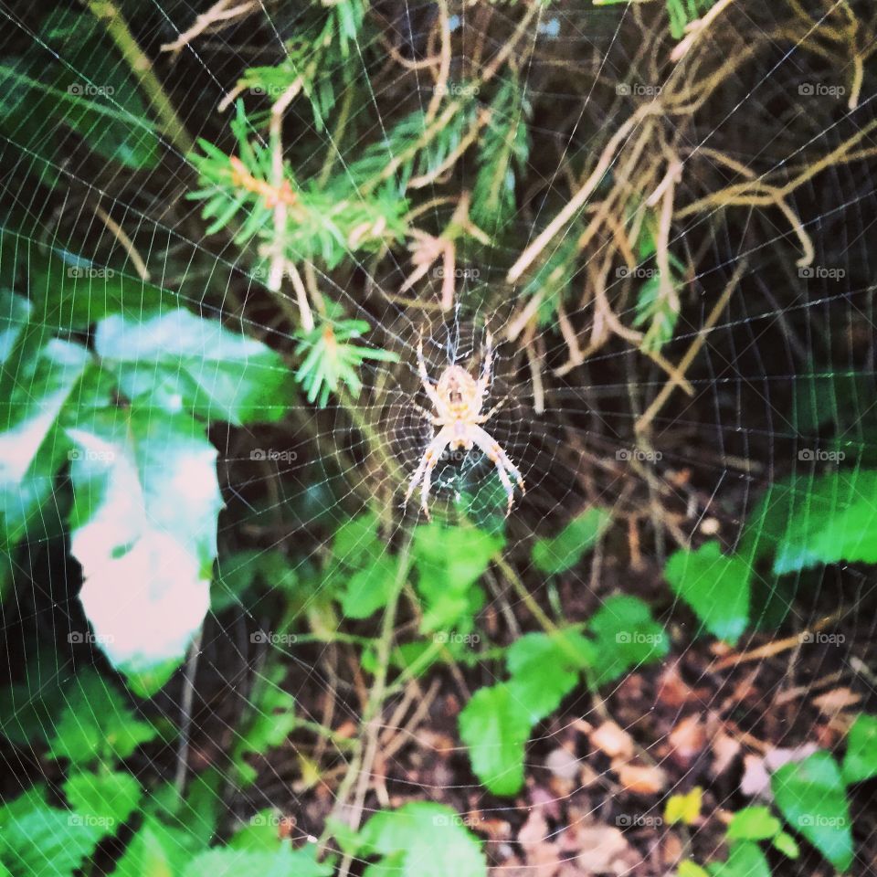 Animal. Spider