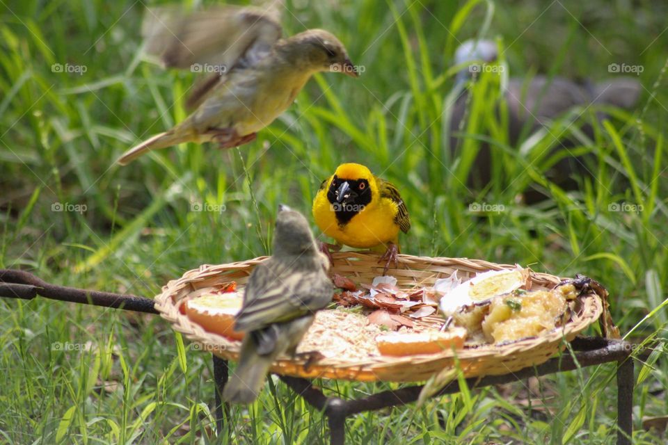 Birds at the bird feeder