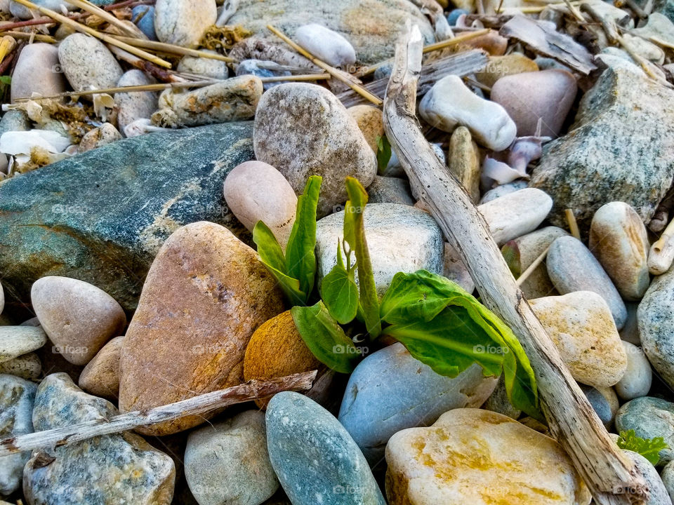 green life grow through rocks