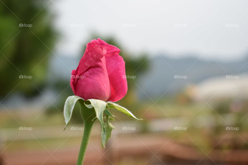 Pink rose on blur background
