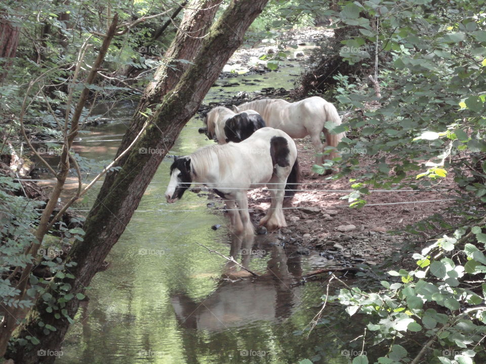 Horses drinking from the river