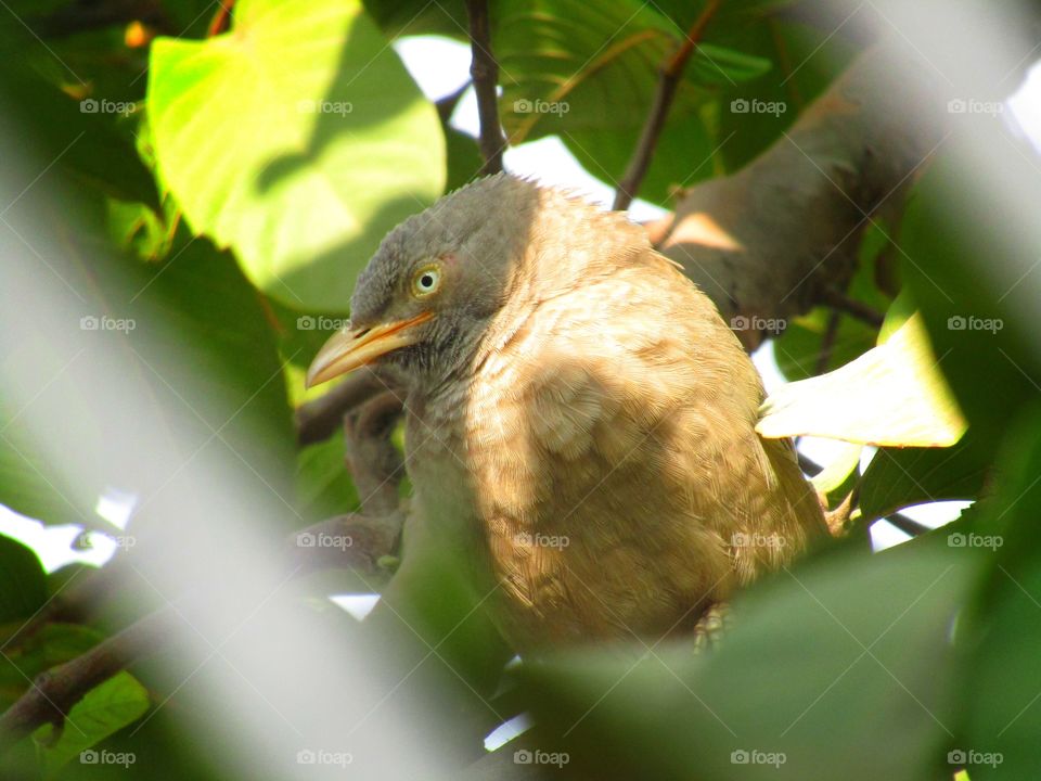 Jungle babbler bird or (Turdoides striata) or beautiful seven sisters or angry bird