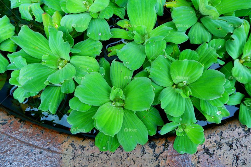 fresh green duckweed Many plants floating on the water surface in concrete reservoirs.