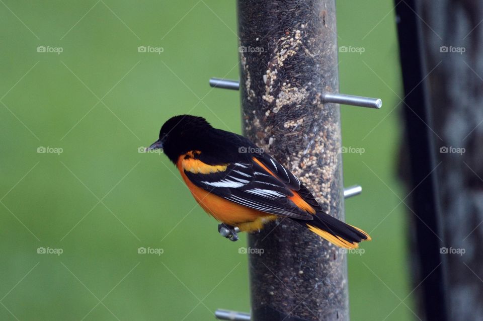 An oriole sits on the goldfinch feeder. 