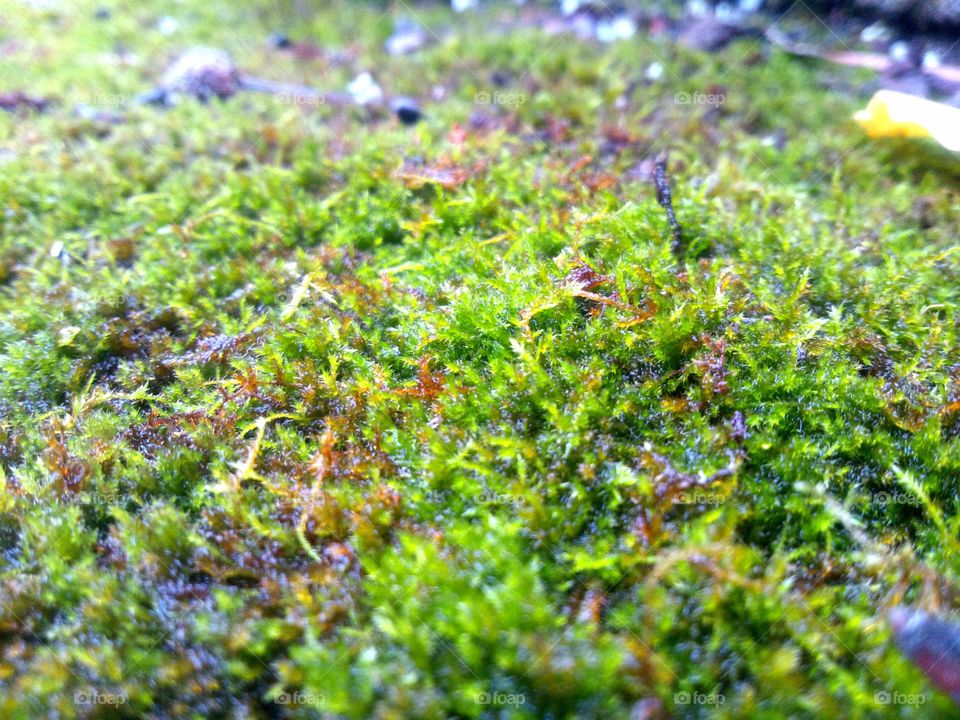 Moss forest