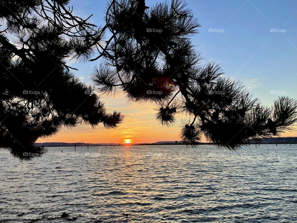 Sunset beach with pine tree branches 