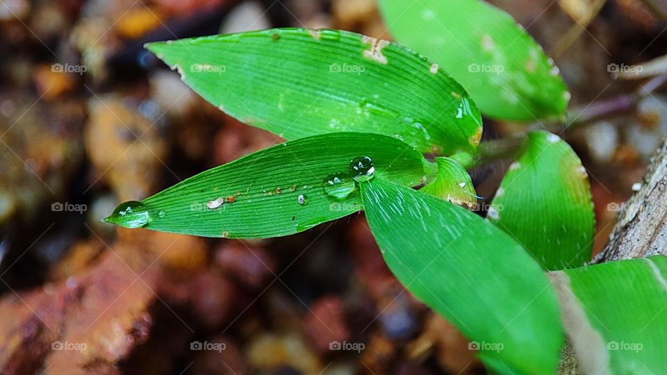 Water drops left after morning fog