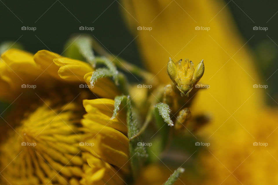 Yellow camouflaged praying mantis hiding on a yellow flower