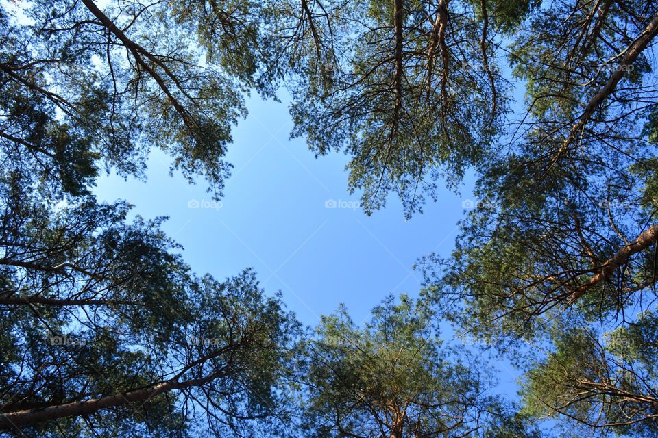 pine trees blue sky background beautiful texture