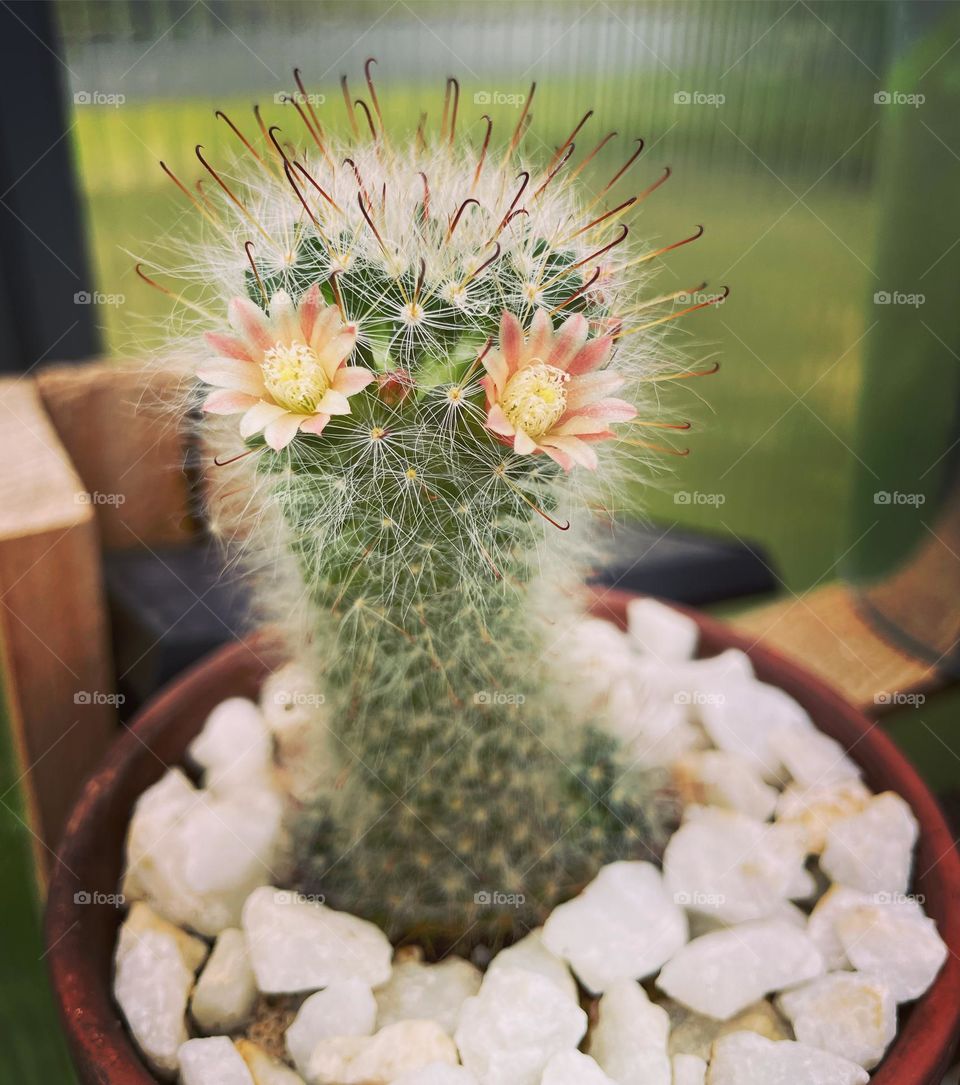 Pincushion cactus in bloom! Looks like a cute little character!
