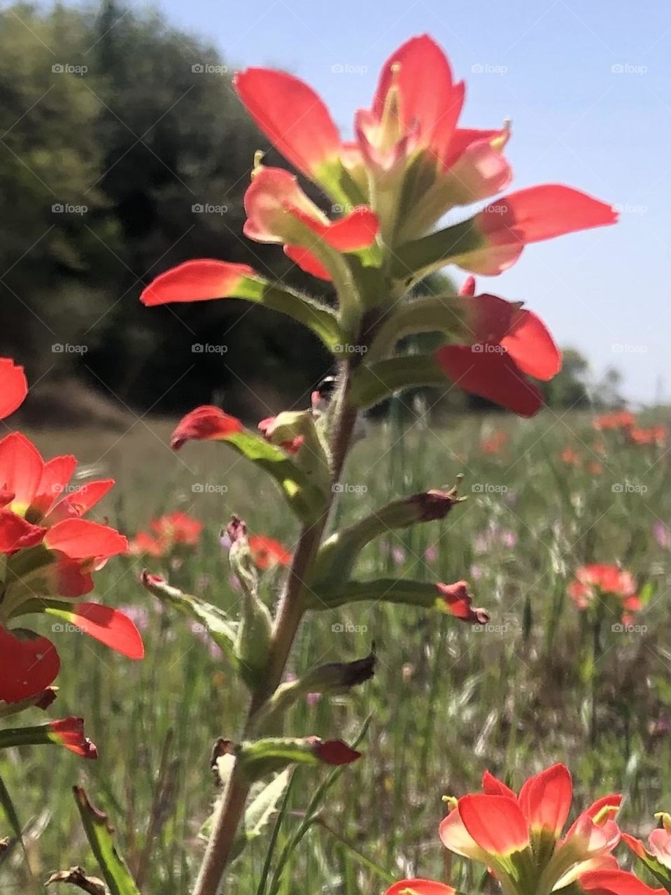 This flower is an Indian Paintbrush and this one is blowing in the wind - may be a bit blurry but still beautiful ❤️