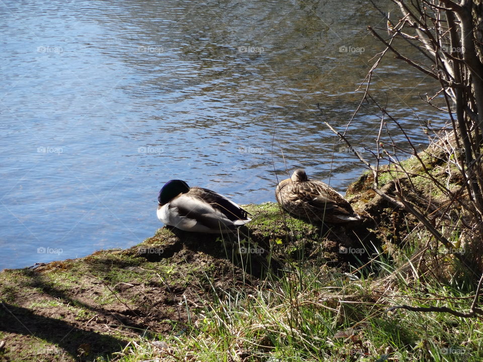 ducks. Restings ducks in the lake Wollaton Park