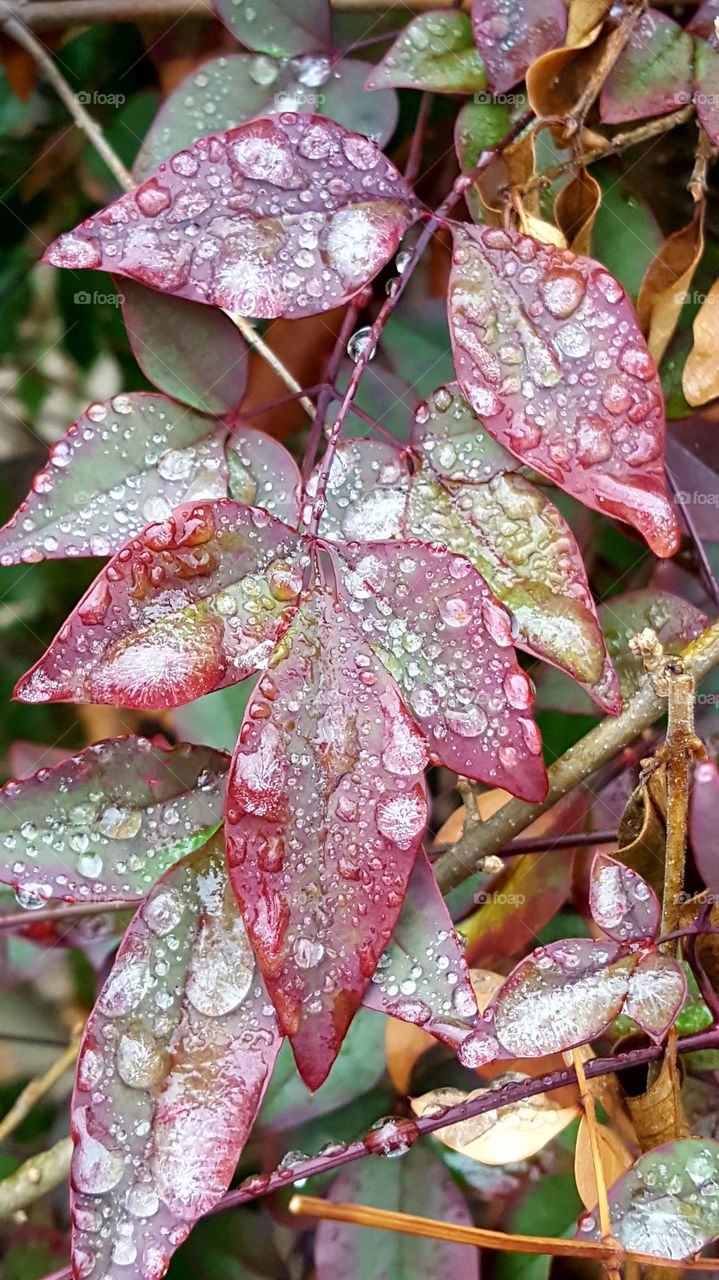 Frozen water droplets gathering on bright colored leaves makes this an elegant sight.