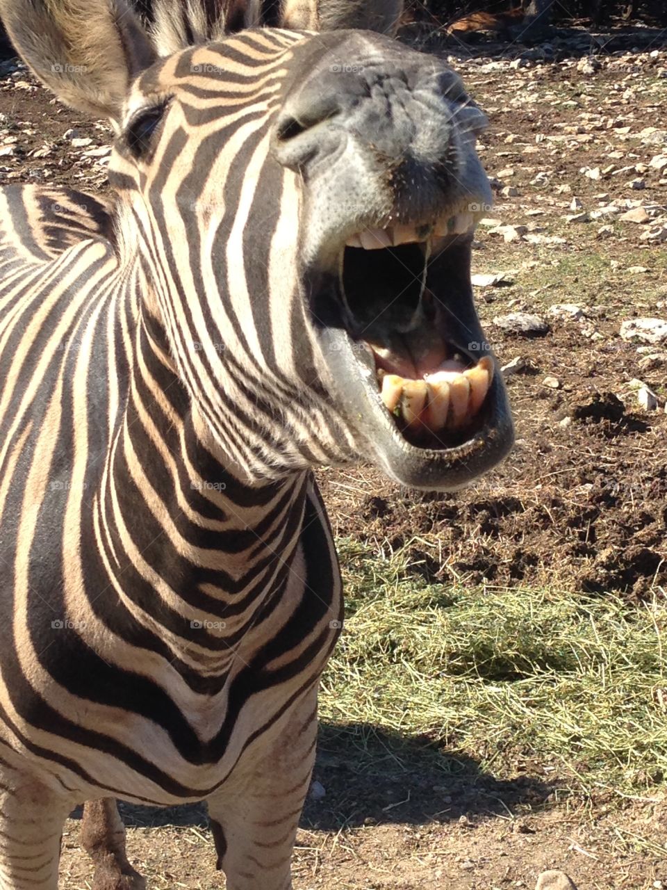 Laughing Zebra