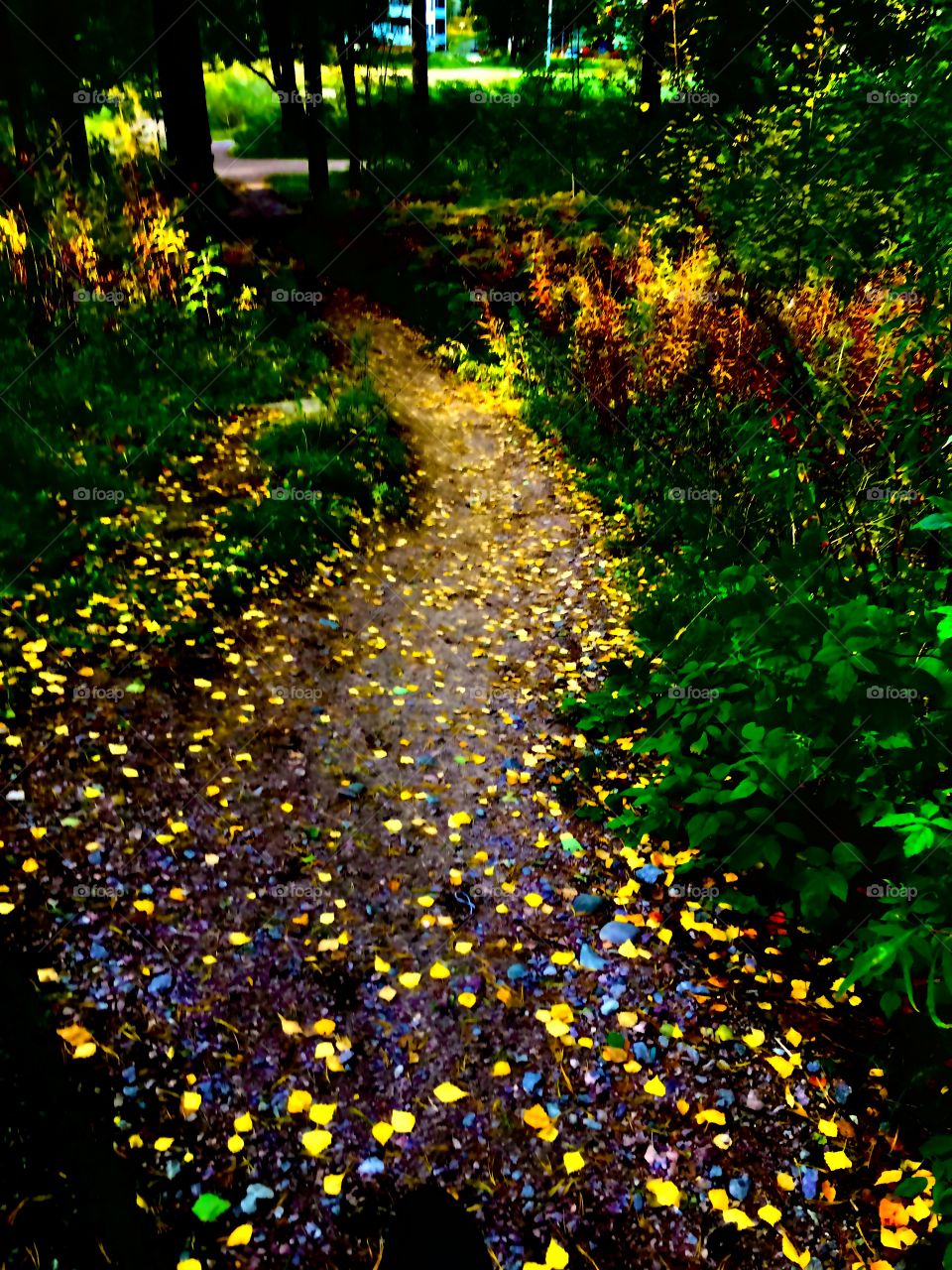 Magical morningrust on wet paht