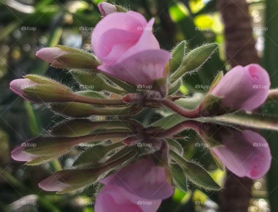 Geranium buds starting to bloom with a reflection photograph taken outside at to Tooraweenah New South Wales Australia.