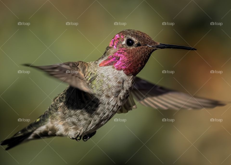 Hummingbird flying outdoor