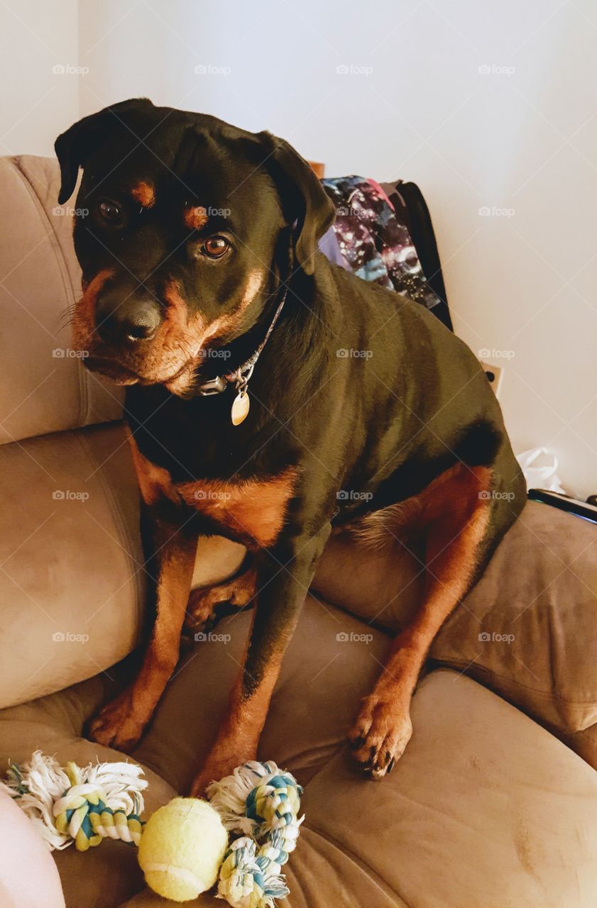 Rottweiler sitting on arm of couch with head tilted.
