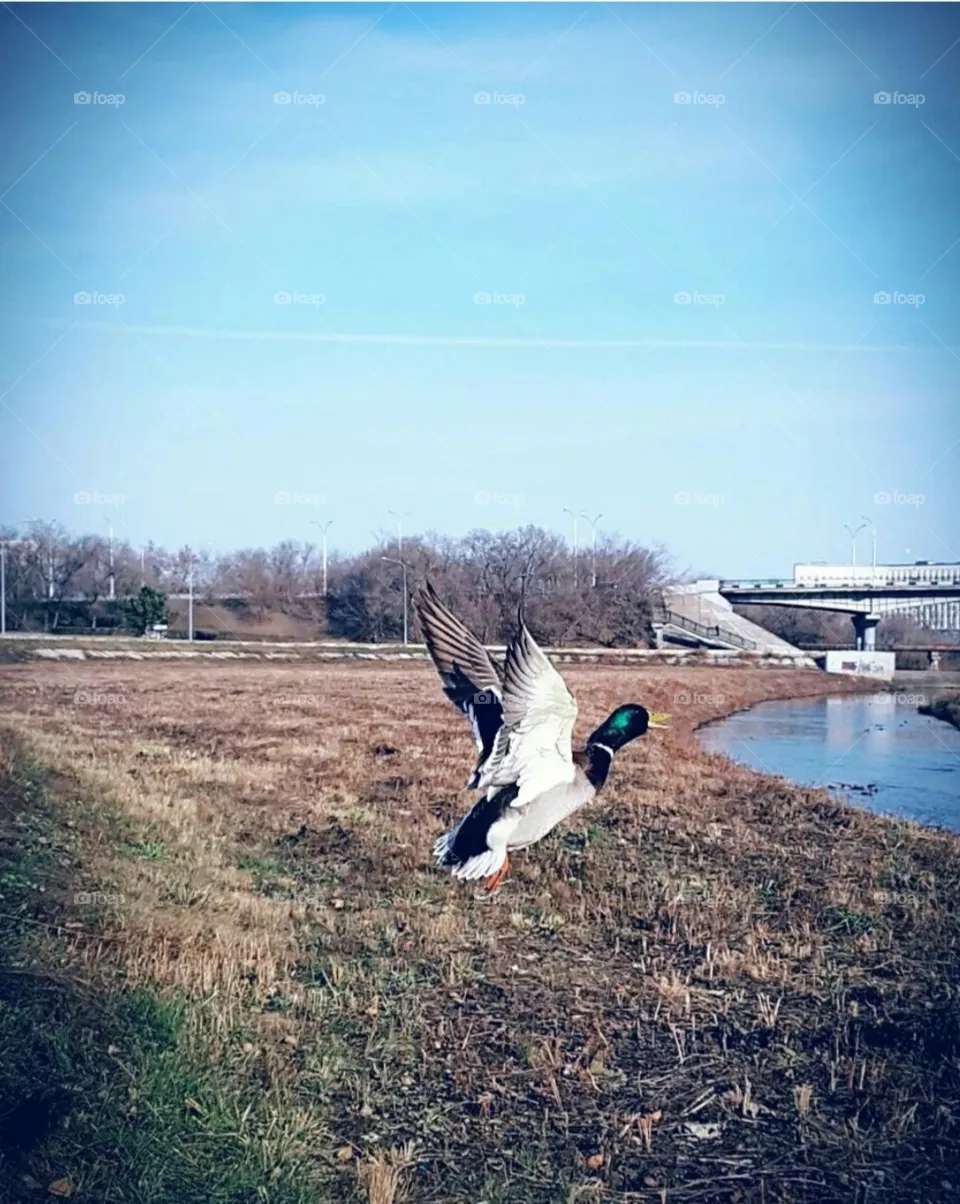 duck