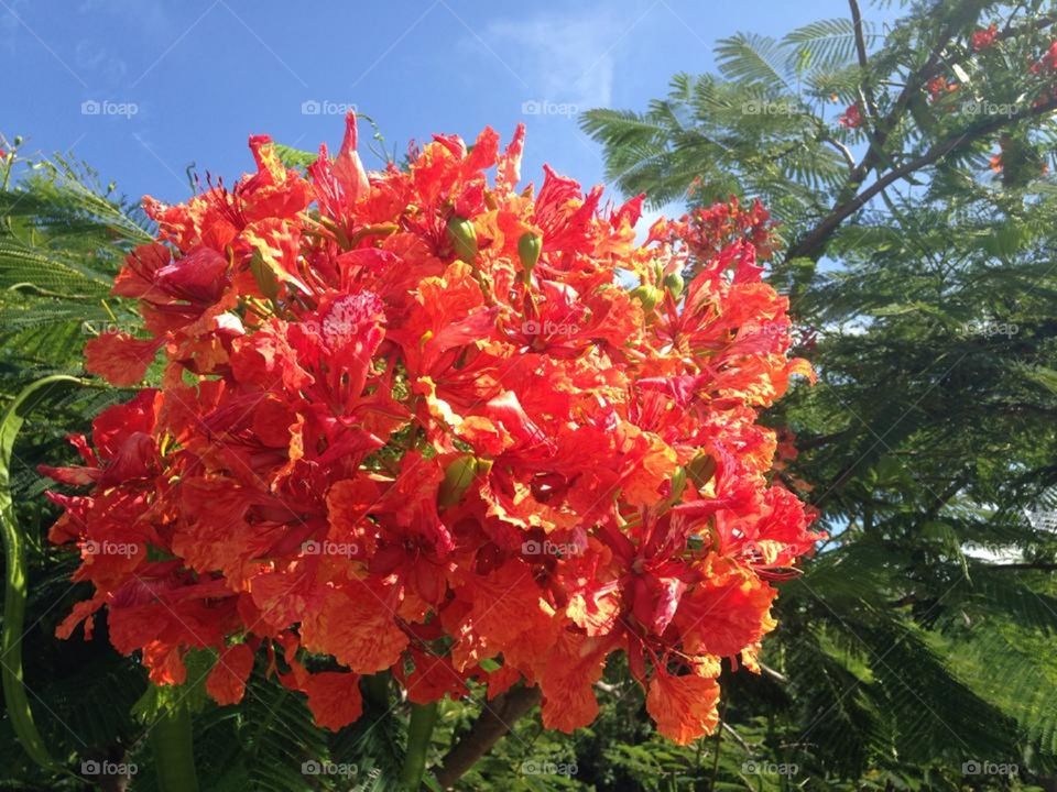 Royal Poinciana flower