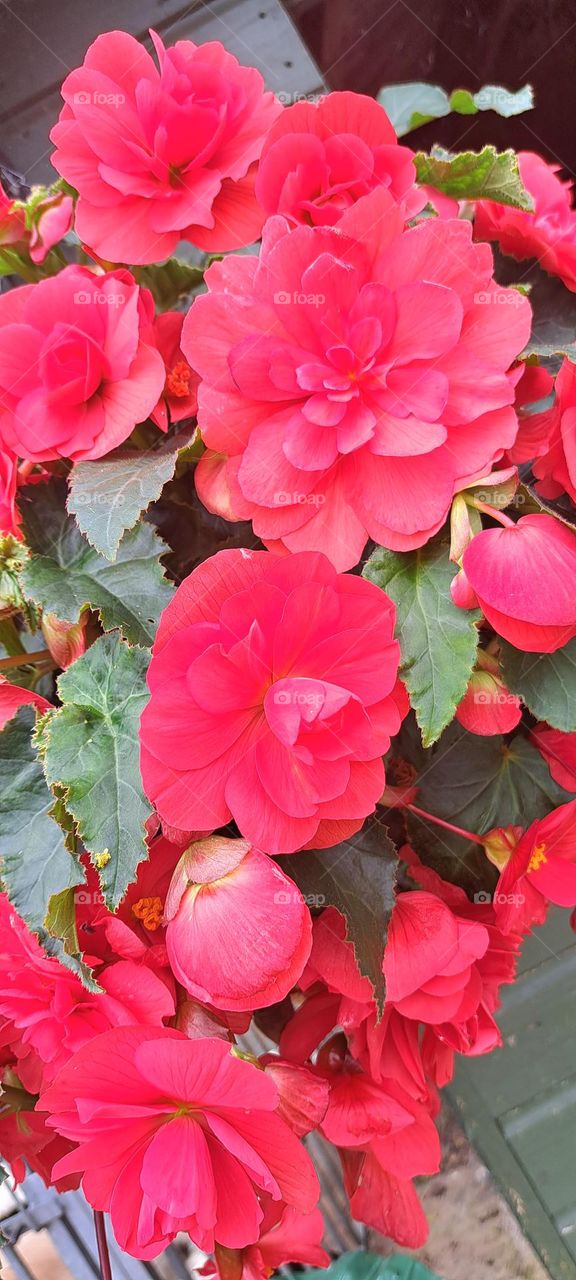 Red plant background