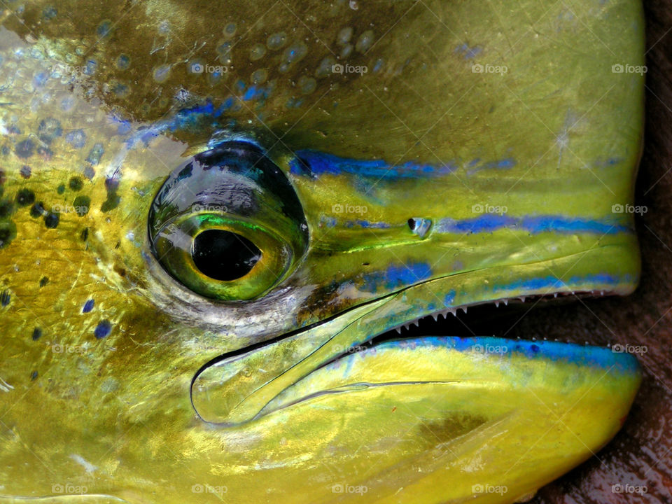 Eye to eye, dolphinfish mahi-mahi