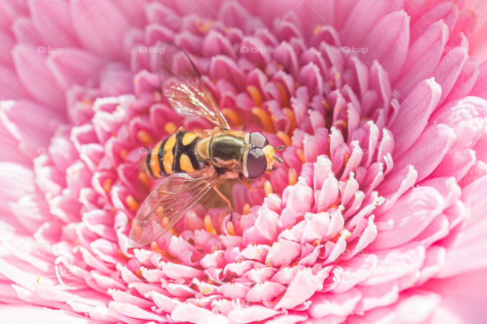 Closeup on hoverfly bee on pink blooming Gerbera flower 