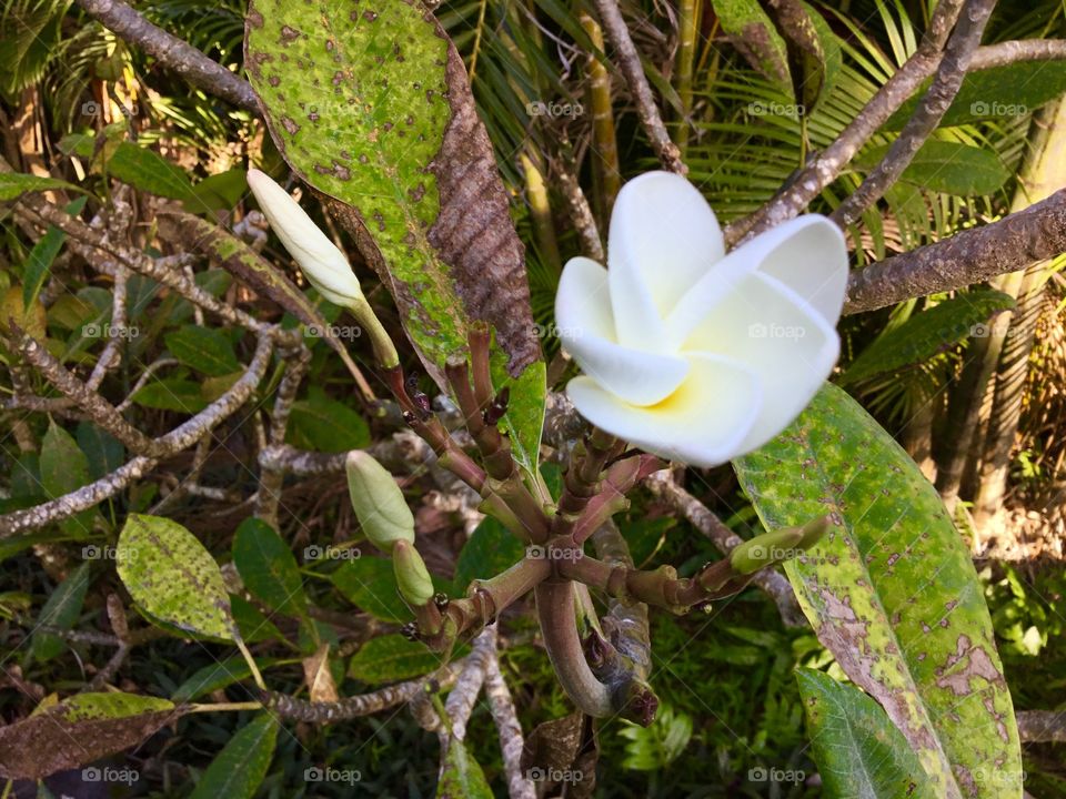 Plumeria budding and blooming