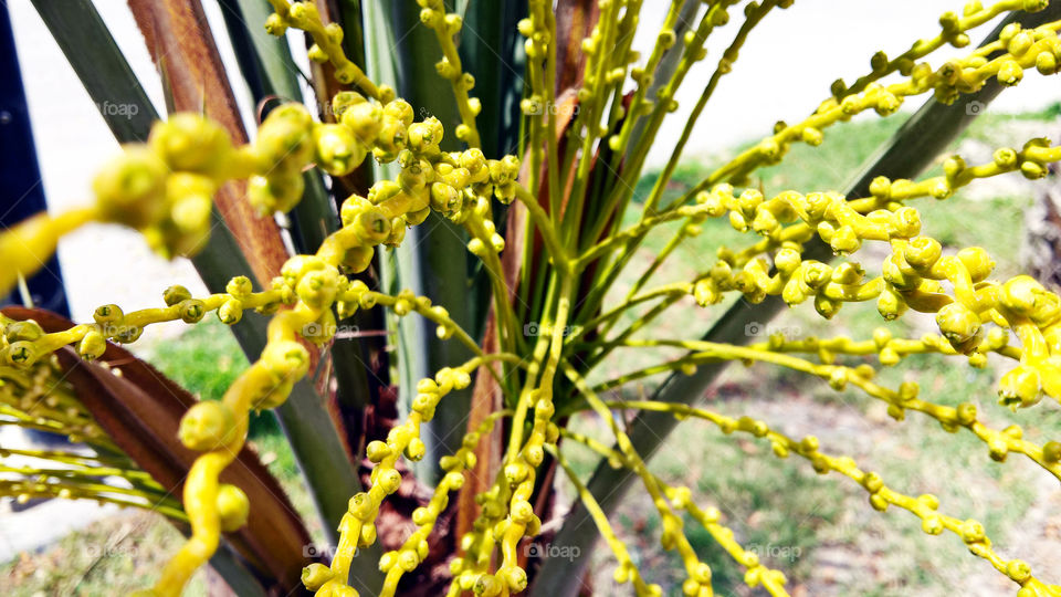 Small Palm-tree tree