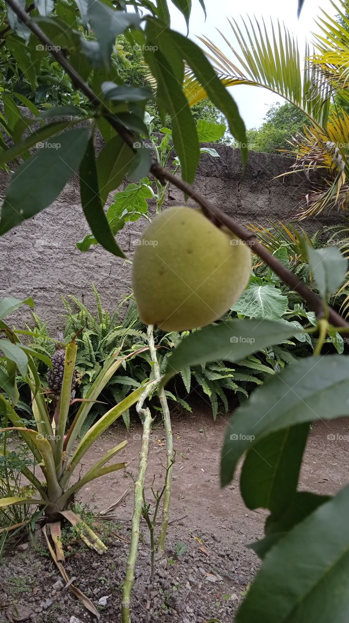 Pêssego fruta