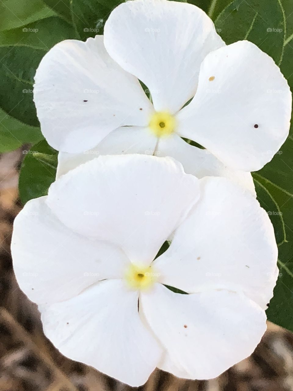 Pretty white blooms