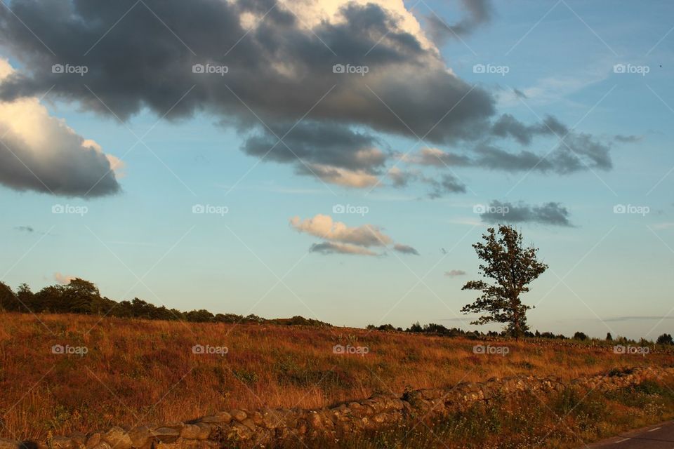 View of field during sunset