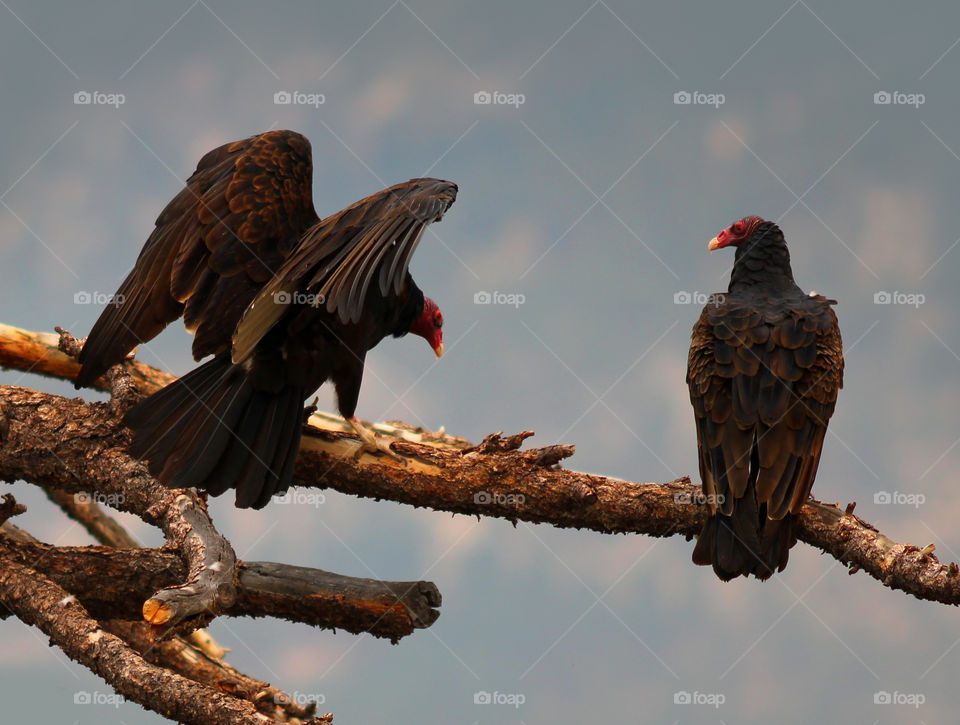 Turkey Vultures, Buzzards on a Tree