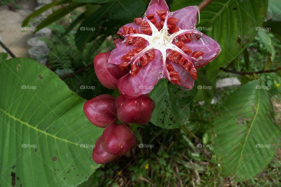 Rainforest flowers Borneo