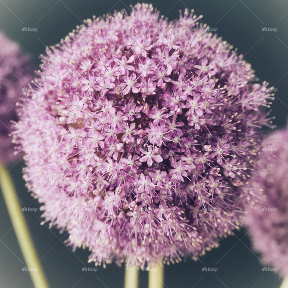 Circle Mission … Beautiful pom pom flower 💜