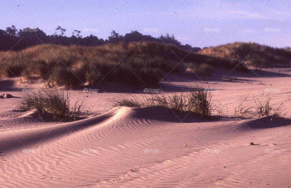 sand dunes shrubbery Beach plants