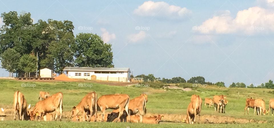 Cows grazing & cooling off  