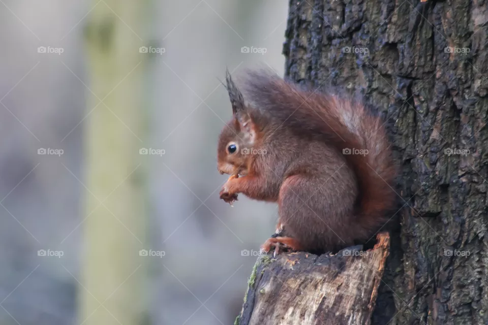 Squirrel portrait