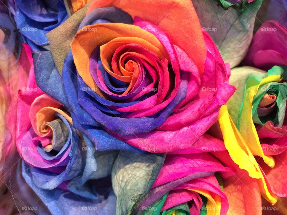Close-up of rainbow roses