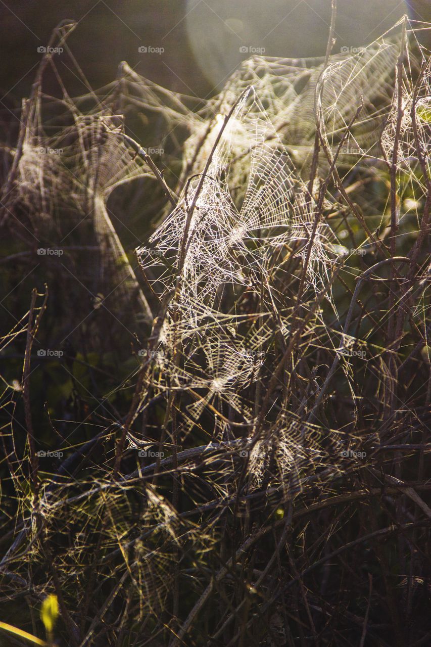 Spider web