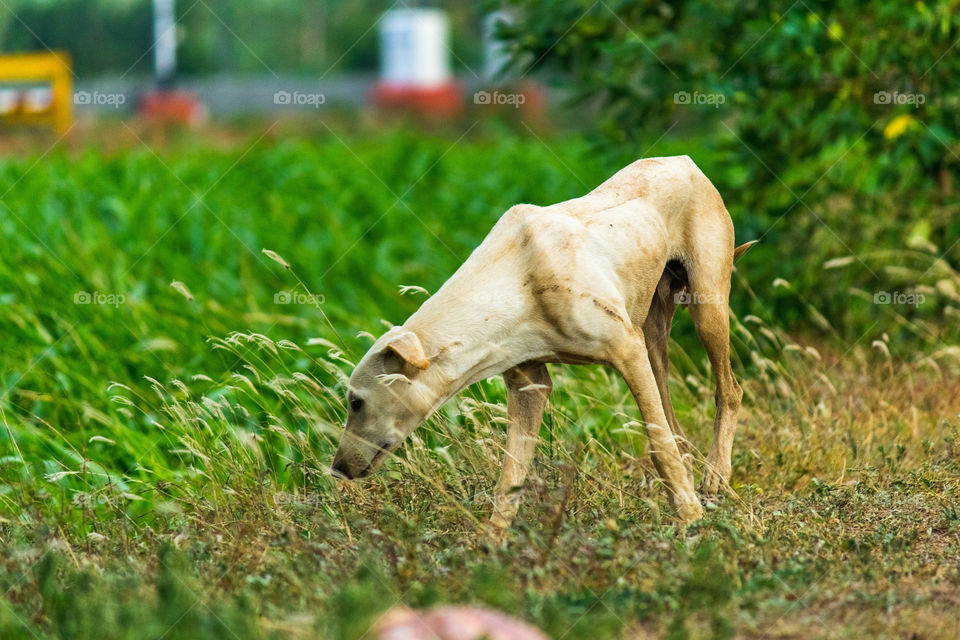 summer days dog