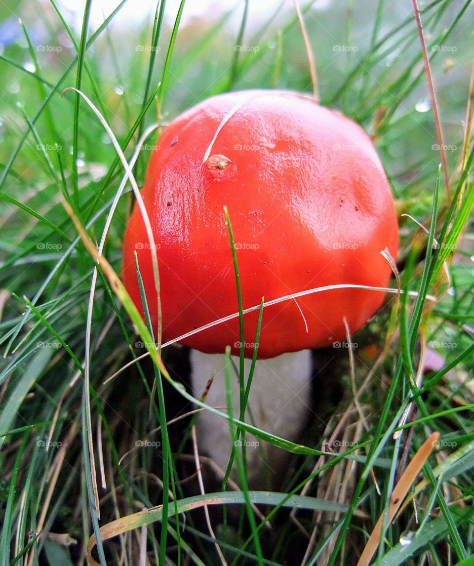 Macro close-up of a young spotless fly agaric surrounded by green grass with dew droplets