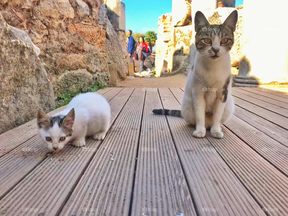 Turkish cat in ancient archaeological park jn Turkiye.