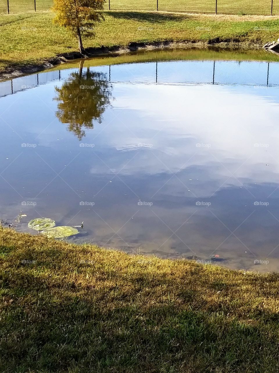 small tree reflected in water