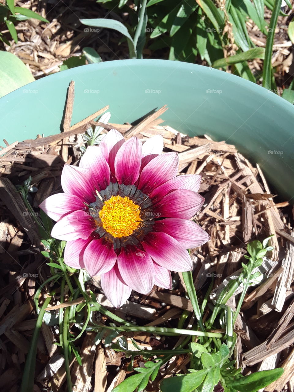 purple daisy with a yellow center in a pot