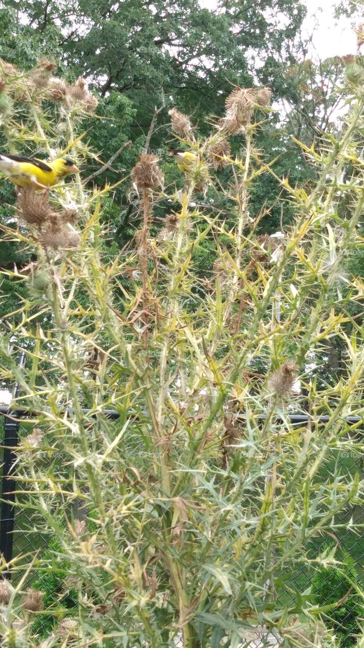 a pair of finches