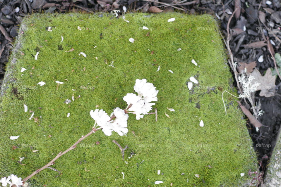 cherry blossoms on moss