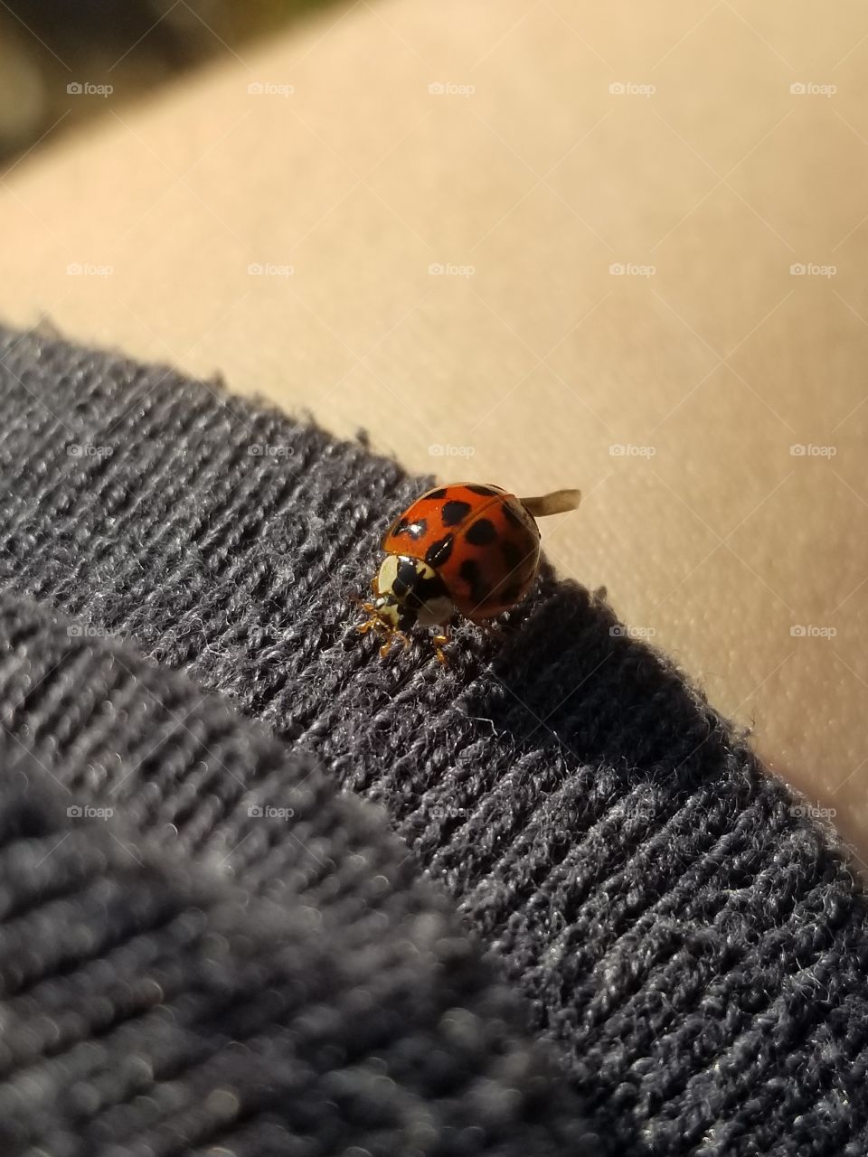 Ladybug lands on my arm, leaving me with good luck.