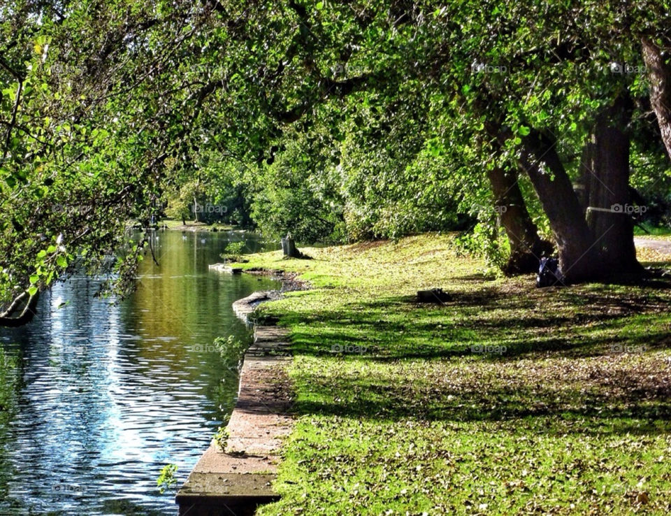 green nature trees lake by yeadon